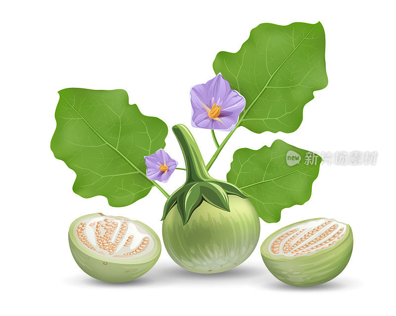 Eggplant vector, leave and purple flower, eggplant cut half realistic design, isolated on white background